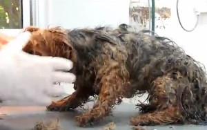 אחד הכלבים שחולצו מהדירה בקרית מוצקין